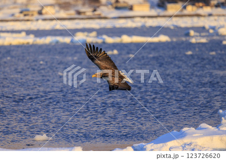 流氷の使者 オジロワシ 北海道目梨郡羅臼町にて撮影 123726620