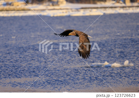 流氷の使者 オジロワシ 北海道目梨郡羅臼町にて撮影 123726623