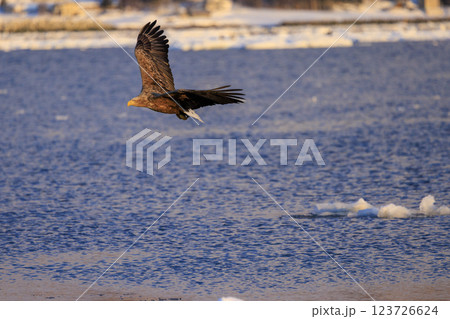 流氷の使者 オジロワシ 北海道目梨郡羅臼町にて撮影 流氷の使者 オジロワシ 北海道目梨郡羅臼町にて撮影 123726624