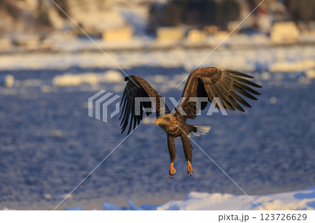 流氷の使者 オジロワシ 北海道目梨郡羅臼町にて撮影 123726629