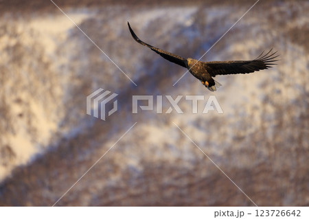 流氷の使者 オジロワシ 北海道目梨郡羅臼町にて撮影 流氷の使者 オジロワシ 北海道目梨郡羅臼町にて撮影 123726642