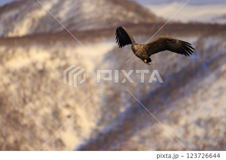 流氷の使者 オジロワシ 北海道目梨郡羅臼町にて撮影 123726644