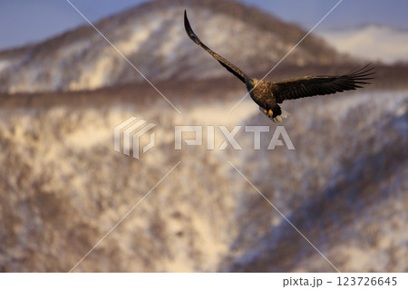 流氷の使者 オジロワシ 北海道目梨郡羅臼町にて撮影 123726645