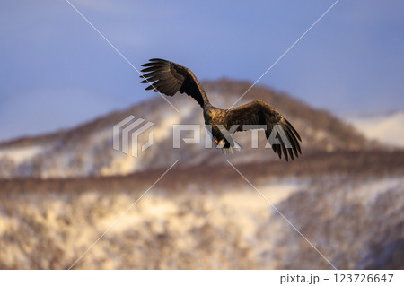 流氷の使者 オジロワシ 北海道目梨郡羅臼町にて撮影 123726647