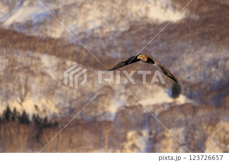 流氷の使者 オジロワシ 北海道目梨郡羅臼町にて撮影 123726657