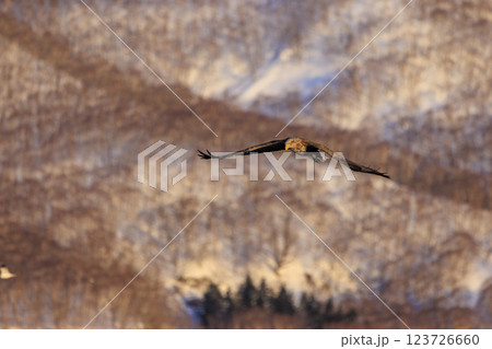 流氷の使者 オジロワシ 北海道目梨郡羅臼町にて撮影 123726660
