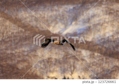 流氷の使者 オジロワシ 北海道目梨郡羅臼町にて撮影 123726661