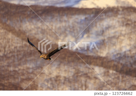 流氷の使者 オジロワシ 北海道目梨郡羅臼町にて撮影 流氷の使者 オジロワシ 北海道目梨郡羅臼町にて撮影 123726662