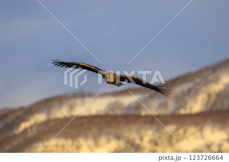 流氷の使者 オジロワシ 北海道目梨郡羅臼町にて撮影 123726664