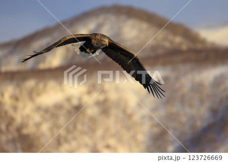 流氷の使者 オジロワシ 北海道目梨郡羅臼町にて撮影 123726669