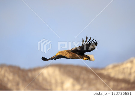 流氷の使者 オジロワシ 北海道目梨郡羅臼町にて撮影 123726681