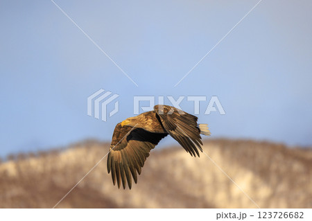流氷の使者 オジロワシ 北海道目梨郡羅臼町にて撮影 123726682