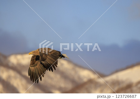 流氷の使者 オジロワシ 北海道目梨郡羅臼町にて撮影 123726687