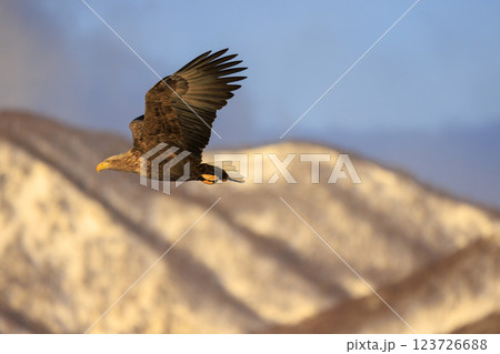流氷の使者 オジロワシ 北海道目梨郡羅臼町にて撮影 123726688
