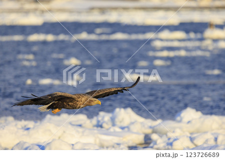 流氷の使者 オジロワシ 北海道目梨郡羅臼町にて撮影 123726689