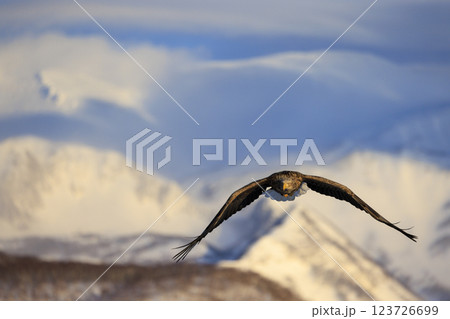 流氷の使者 オジロワシ 北海道目梨郡羅臼町にて撮影 流氷の使者 オジロワシ 北海道目梨郡羅臼町にて撮影 123726699