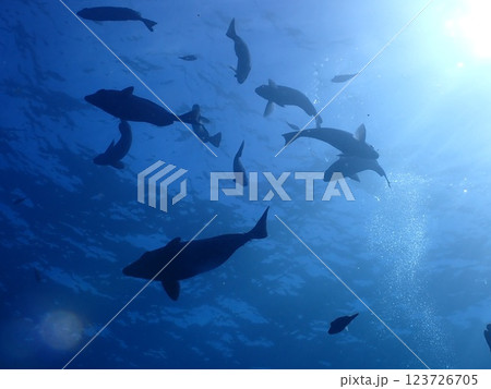 イルカかな？イルカじゃないよ、魚だよ。 123726705