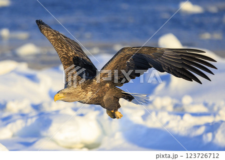 流氷の使者 オジロワシ 北海道目梨郡羅臼町にて撮影 123726712
