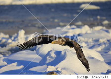 流氷の使者 オジロワシ 北海道目梨郡羅臼町にて撮影 123726713