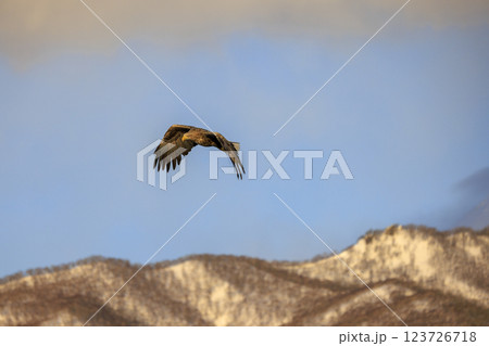 流氷の使者 オジロワシ 北海道目梨郡羅臼町にて撮影 123726718