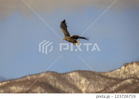 流氷の使者 オジロワシ 北海道目梨郡羅臼町にて撮影 123726719