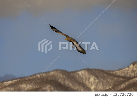 流氷の使者 オジロワシ 北海道目梨郡羅臼町にて撮影 123726720