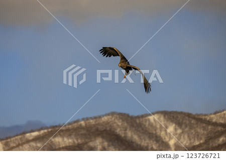 流氷の使者 オジロワシ 北海道目梨郡羅臼町にて撮影 123726721