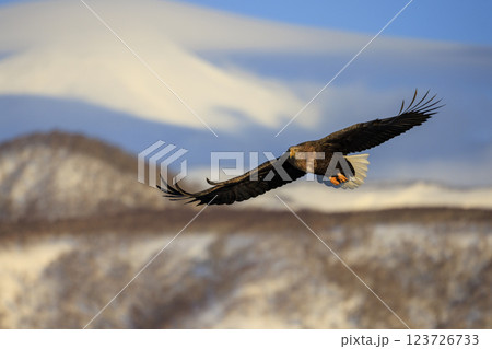 流氷の使者 オジロワシ 北海道目梨郡羅臼町にて撮影 123726733