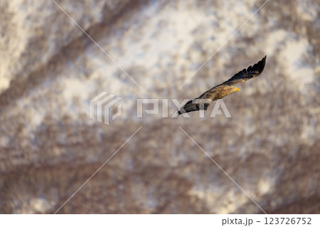 流氷の使者 オジロワシ 北海道目梨郡羅臼町にて撮影 123726752