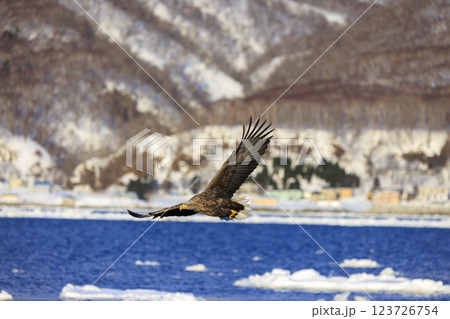 流氷の使者 オジロワシ 北海道目梨郡羅臼町にて撮影 123726754