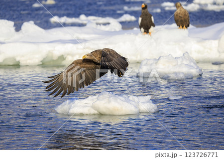 流氷の使者 オジロワシ 北海道目梨郡羅臼町にて撮影 123726771