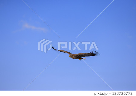 流氷の使者 オジロワシ 北海道目梨郡羅臼町にて撮影 123726772