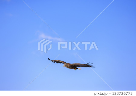 流氷の使者 オジロワシ 北海道目梨郡羅臼町にて撮影 123726773