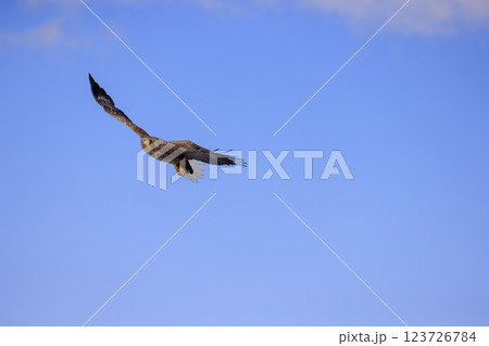 流氷の使者 オジロワシ 北海道目梨郡羅臼町にて撮影 流氷の使者 オジロワシ 北海道目梨郡羅臼町にて撮影 123726784
