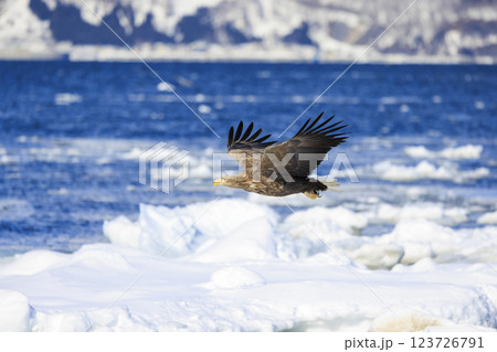 流氷の使者 オジロワシ 北海道目梨郡羅臼町にて撮影 123726791
