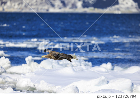 流氷の使者 オジロワシ 北海道目梨郡羅臼町にて撮影 流氷の使者 オジロワシ 北海道目梨郡羅臼町にて撮影 123726794