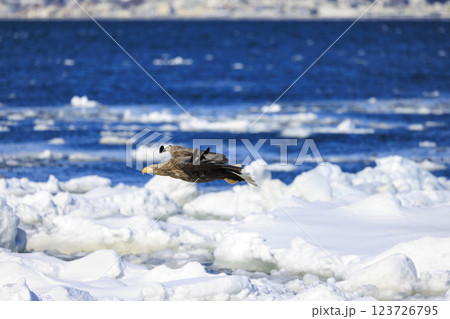 流氷の使者 オジロワシ 北海道目梨郡羅臼町にて撮影 123726795