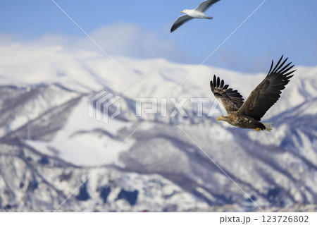 流氷の使者 オジロワシ 北海道目梨郡羅臼町にて撮影 123726802