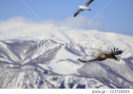 流氷の使者 オジロワシ 北海道目梨郡羅臼町にて撮影 123726803