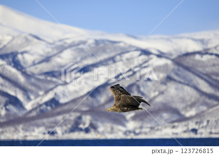 流氷の使者 オジロワシ 北海道目梨郡羅臼町にて撮影 123726815