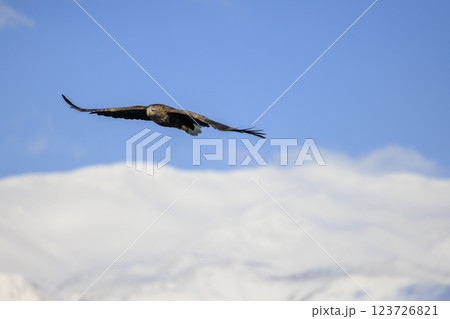 流氷の使者 オジロワシ 北海道目梨郡羅臼町にて撮影 123726821