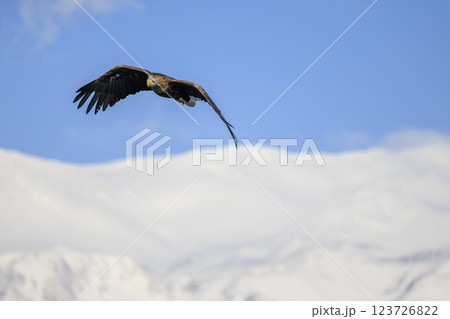 流氷の使者 オジロワシ 北海道目梨郡羅臼町にて撮影 123726822