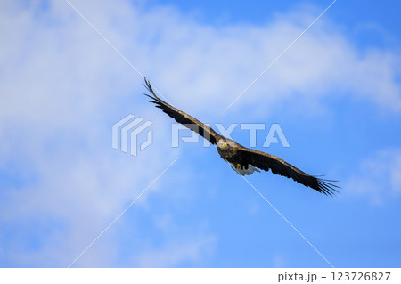 流氷の使者 オジロワシ 北海道目梨郡羅臼町にて撮影 123726827