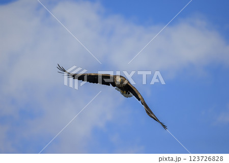 流氷の使者 オジロワシ 北海道目梨郡羅臼町にて撮影 123726828