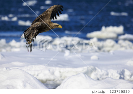 流氷の使者 オジロワシ 北海道目梨郡羅臼町にて撮影 123726839