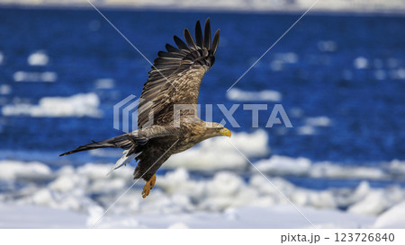 流氷の使者 オジロワシ 北海道目梨郡羅臼町にて撮影 123726840