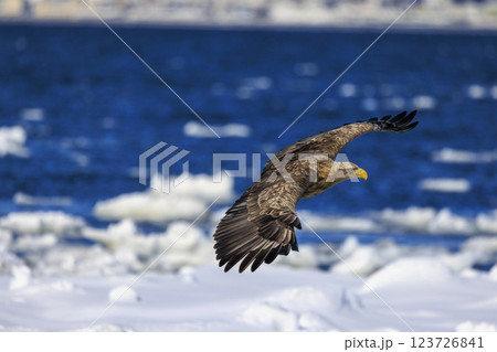 流氷の使者 オジロワシ 北海道目梨郡羅臼町にて撮影 123726841