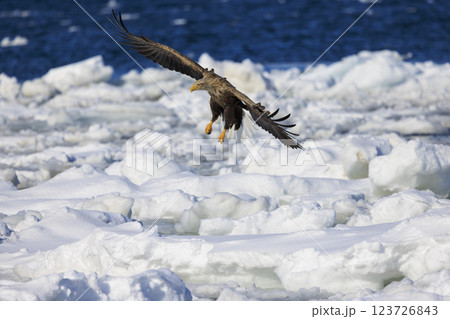 流氷の使者 オジロワシ 北海道目梨郡羅臼町にて撮影 123726843