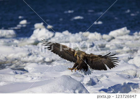 流氷の使者 オジロワシ 北海道目梨郡羅臼町にて撮影 123726847