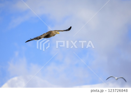 流氷の使者 オジロワシ 北海道目梨郡羅臼町にて撮影 123726848
